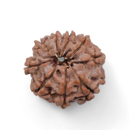 9-Mukhi-Rudraksha-Nepal-40-Back