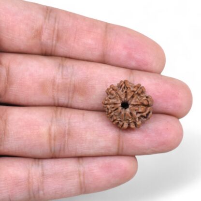 9-Mukhi-Rudraksha-Nepal-40-Hand