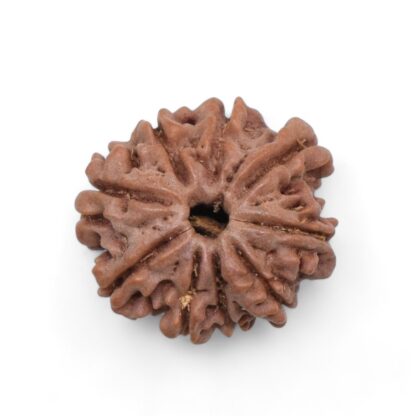 9-Mukhi-Rudraksha-Nepal-42