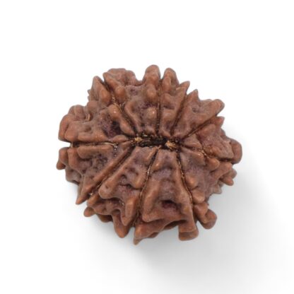 9-Mukhi-Rudraksha-Nepal-42-Back