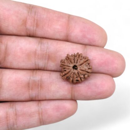 9-Mukhi-Rudraksha-Nepal-42-Hand