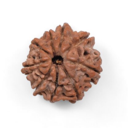 9-Mukhi-Rudraksha-Nepal-43