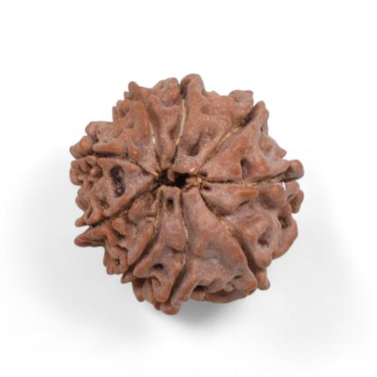 9-Mukhi-Rudraksha-Nepal-43-Back