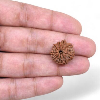 9-Mukhi-Rudraksha-Nepal-43-Hand