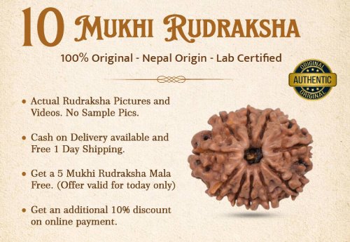 10 Mukhi Rudraksha