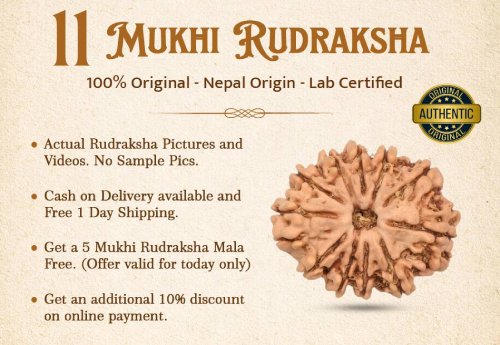 11 Mukhi Rudraksha