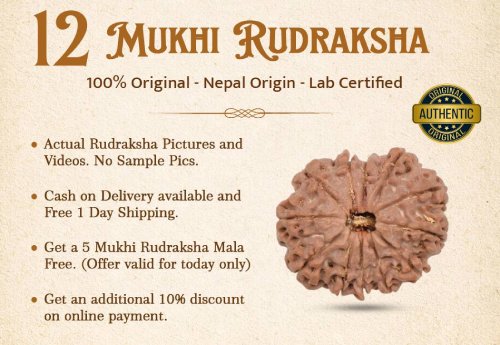 12 Mukhi Rudraksha