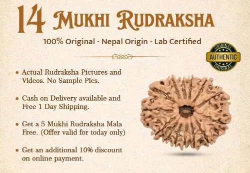 14 Mukhi Rudraksha