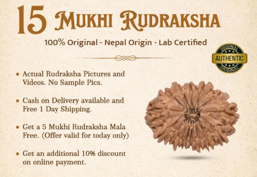 15 Mukhi Rudraksha