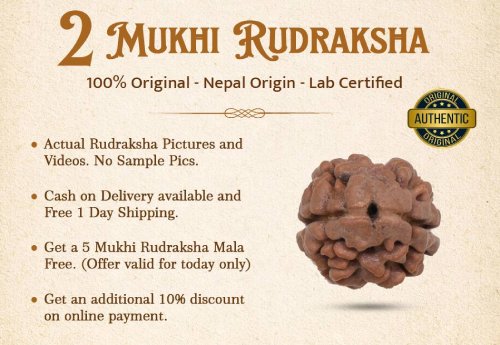 2 Mukhi Rudraksha