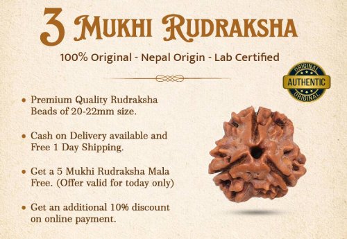 3 Mukhi Rudraksha