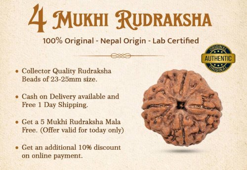 4 Mukhi Rudraksha