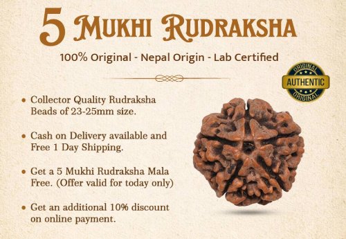 5 Mukhi Rudraksha