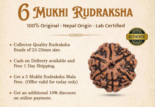 6 Mukhi Rudraksha