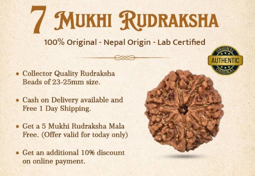 7 Mukhi Rudraksha