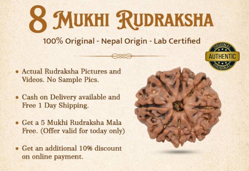 8 Mukhi Rudraksha