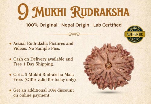 9 Mukhi Rudraksha